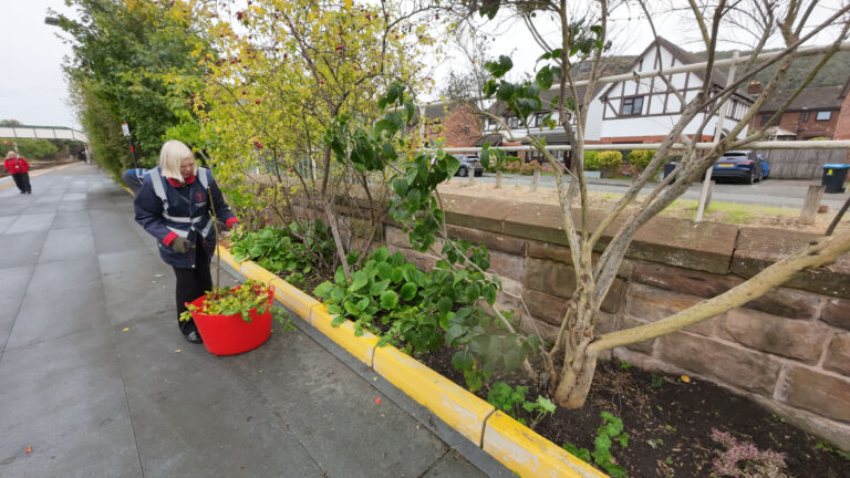 Friends of Helsby Station volunteer tending a planted border beside the platform